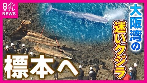 大阪湾“迷いクジラ”を約2年ぶりに掘り起こし　今後は骨格標本に…「少なくともあと1～2年かかる」　数年がかりになる理由は骨の中の“脂肪除去”