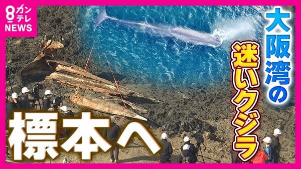 大阪湾“迷いクジラ”を約2年ぶりに掘り起こし 今後は骨格標本に
