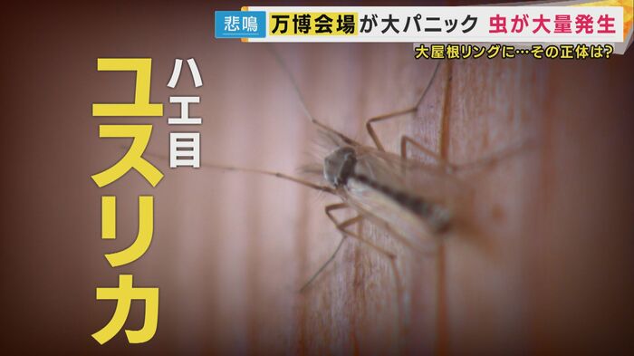 ユスリカ