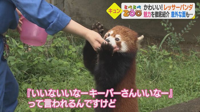 鋭い爪が手に…