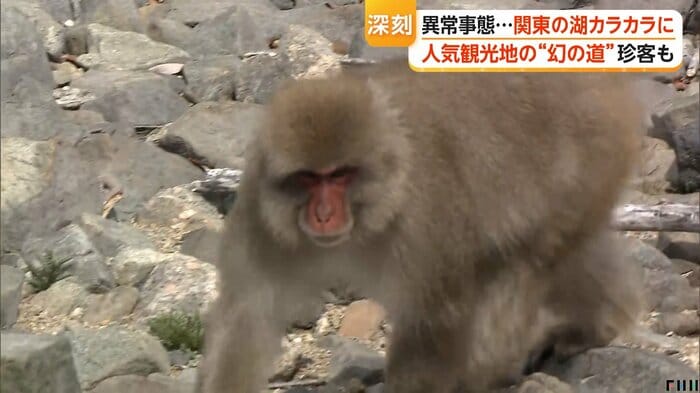 干上がった場所に現れた猿