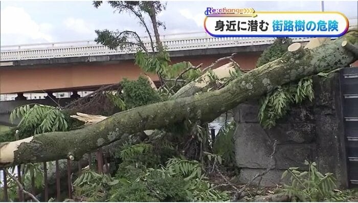 ５月１日　岡山市中心部で倒れた街路樹