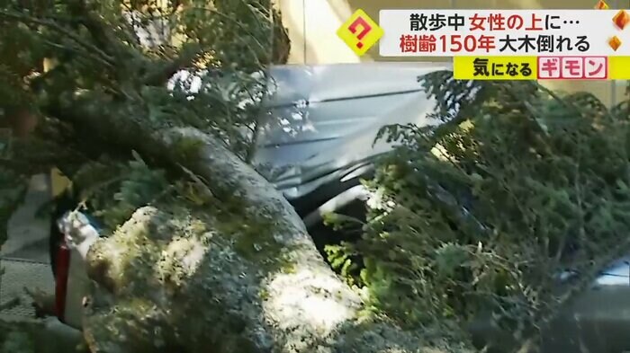 倒れたモミの木に押しつぶされた車