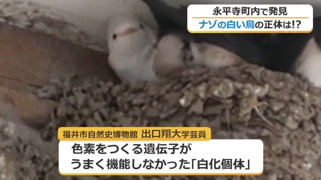 専門家の見解