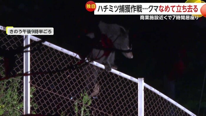 フェンスをよじ登って乗り越える熊