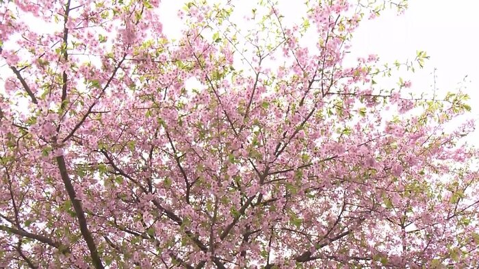 浄土寺の河津桜