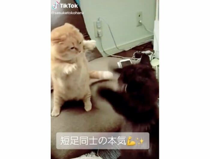提供:サスケと小春さん