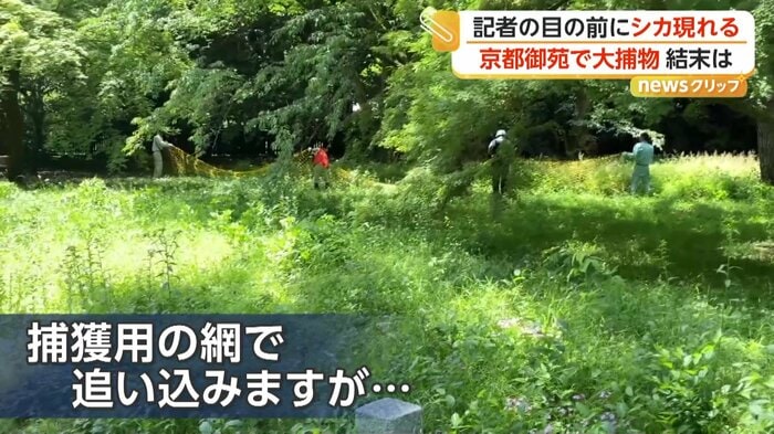 捕獲用の網でシカを包囲する市職員ら
