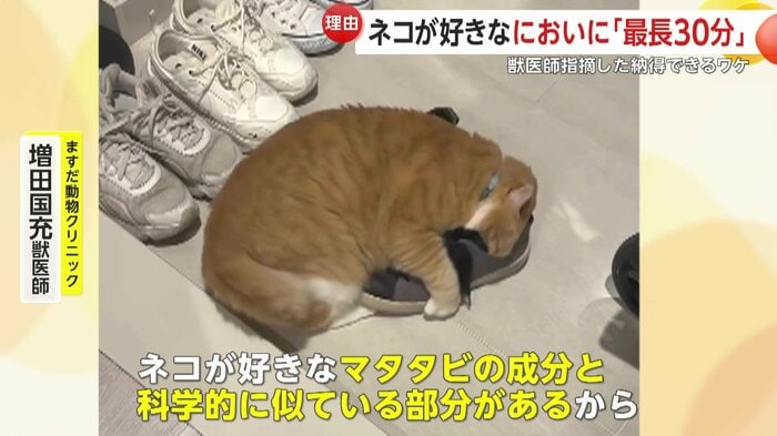 じつはにおいの成分がマタタビ似ている靴(提供:@gupitaro)