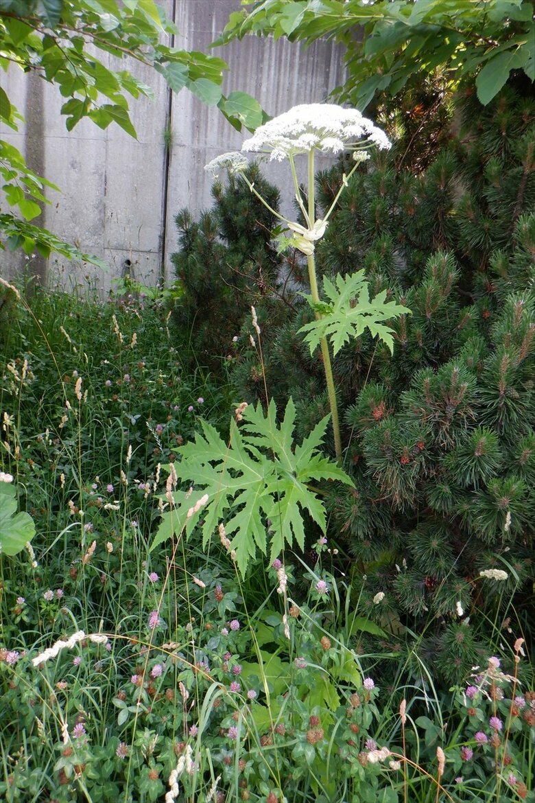 北大で見つかった猛毒植物か―サイクリングロードでも約40株発見…札幌市が“市道や公園など2700か所”を2週間で緊急点検＜北海道＞｜FNNプライムオンライン