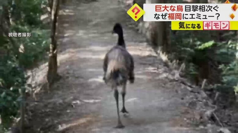 「2月上旬に盗難にあった」巨大な鳥“エミュー”が福岡市の登山道で目撃相次ぐ　市は飼い主に確認し対応検討｜FNNプライムオンライン