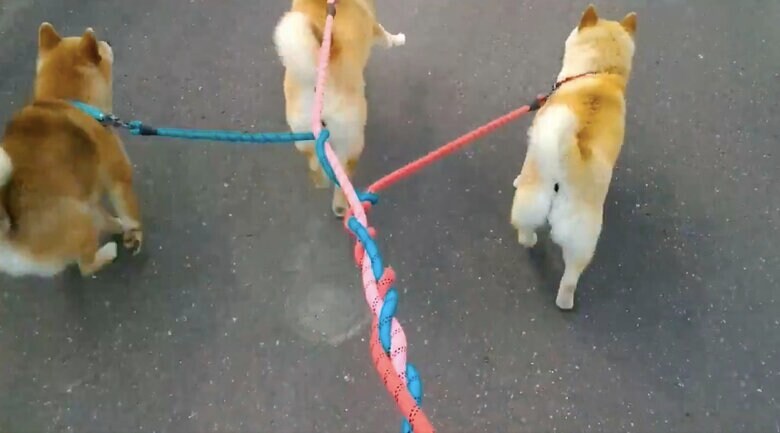 散歩中の柴犬3匹のリードが“編まれる”光景がかわいい…飼い主に状況を聞いてみた｜FNNプライムオンライン