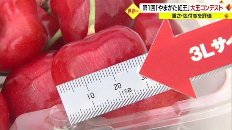 “世界一”は1粒34ミリ以上・5Lサイズ！　大玉サクランボ「やまがた紅王」コンテスト開催 PRと生産技術の向上を目的に…【山形発】｜FNNプライムオンライン