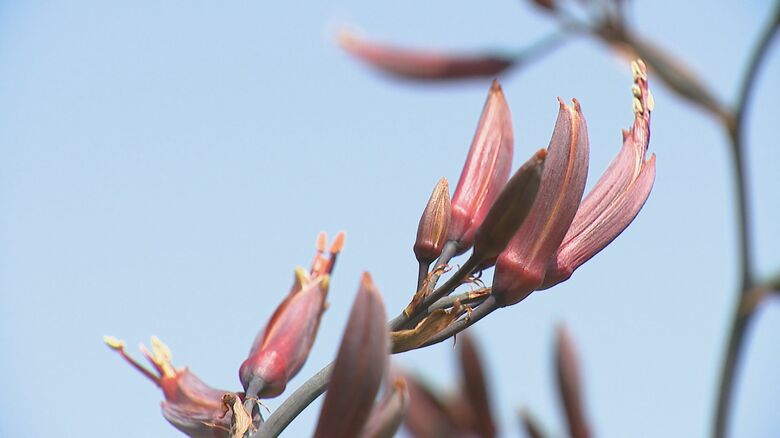 数十年に一度のはずが…2年前に花咲かせた“ニューサイラン”今年も開花！「見られないと思っていたからうれしい」新潟・見附市｜FNNプライムオンライン