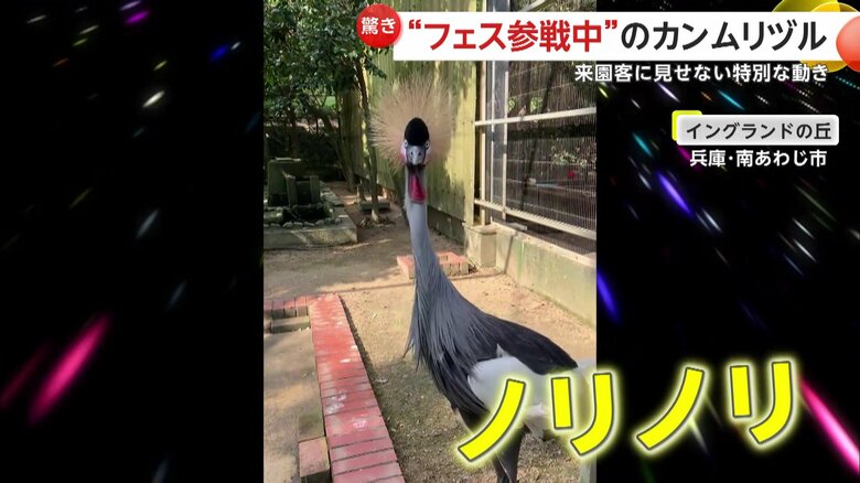「見事な縦ノリ！」カンムリヅル“フェス参戦中”姿が話題　20秒以上首ブンブン…来園客に見せない求愛行動か　兵庫・南あわじ市「イングランドの丘」｜FNNプライムオンライン