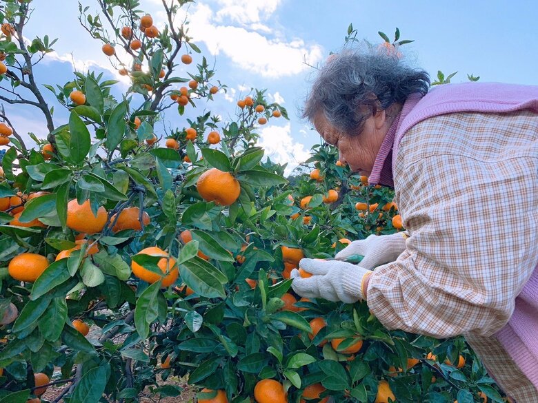 高校2年生が主軸で動かす地域×海外挑戦「リアンプロジェクト」始動― 寿太郎みかんを起点に、静岡の特産物を世界へ ―