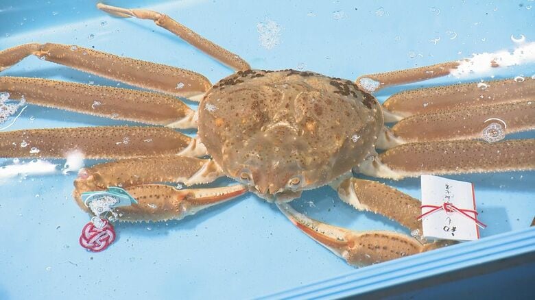 【ズワイガニ解禁!】450万円の「輝」誕生 能登半島地震の被災地・珠洲発 加能ガニが灯す復興と美食の希望|FNNプライムオンライン