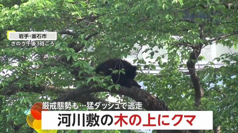 【厳戒態勢】“罠のエサ食い逃げ”クマが猛ダッシュで逃走　河川敷の木の上でスヤスヤ…捕獲失敗　県内出没件数は過去最多219件　岩手・釜石市｜FNNプライムオンライン