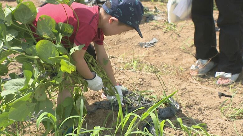 8月31日は野菜の日！子どもの野菜嫌い克服へ「だいきらい野菜バイト」収穫体験で野菜と向き合う【新潟市】｜FNNプライムオンライン