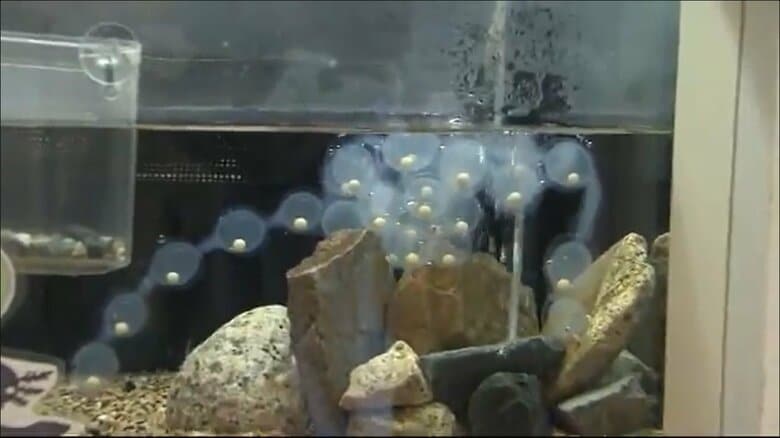世界最高齢のオオサンショウウオ「イガグリ」41歳で産卵記録更新　卵は大きな真珠のネックレスのよう【広島発】｜FNNプライムオンライン