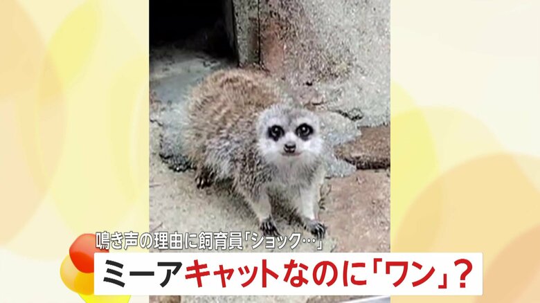 「ワン！ワン！」犬のように鳴くミーアキャット…実はマングースの仲間　鳴き声の理由は警戒心…約10年担当の飼育員「ショックです」　広島・福山市立動物園｜FNNプライムオンライン