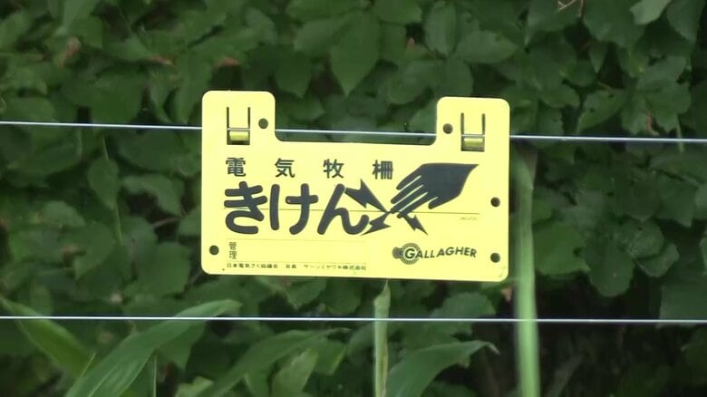 人身被害あった鹿角市の山林のクマ　「今後積極的に人襲う可能性」専門家が指摘　観光地は電気柵で対応【秋田発】｜FNNプライムオンライン
