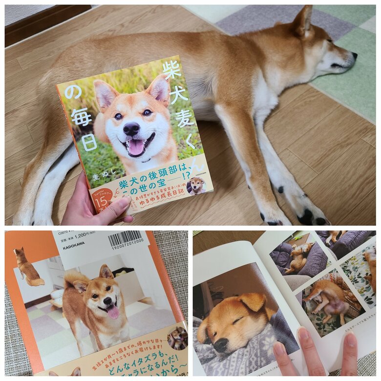 写真集「麦くんの毎日」税込1320円(提供:犬さん)