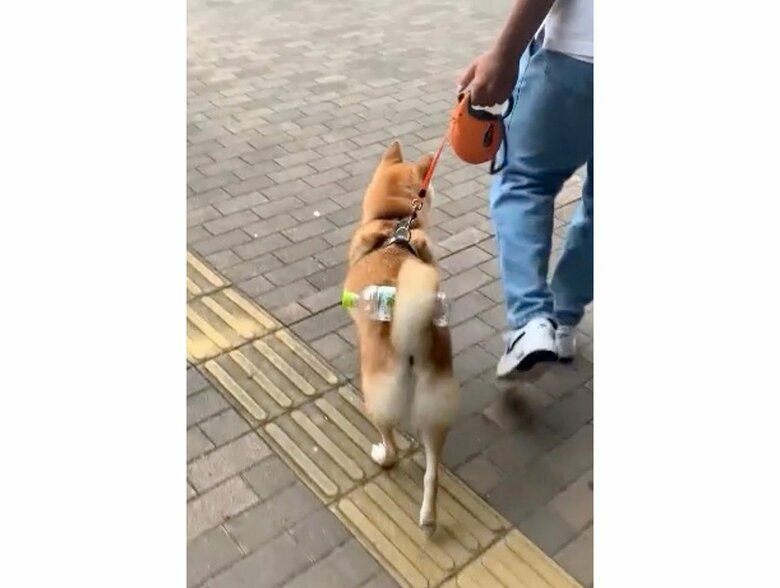 提供：柴犬 しんさん