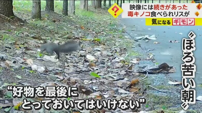 エゾシカが食べ尽くした毒キノコがあった辺りを探すリス