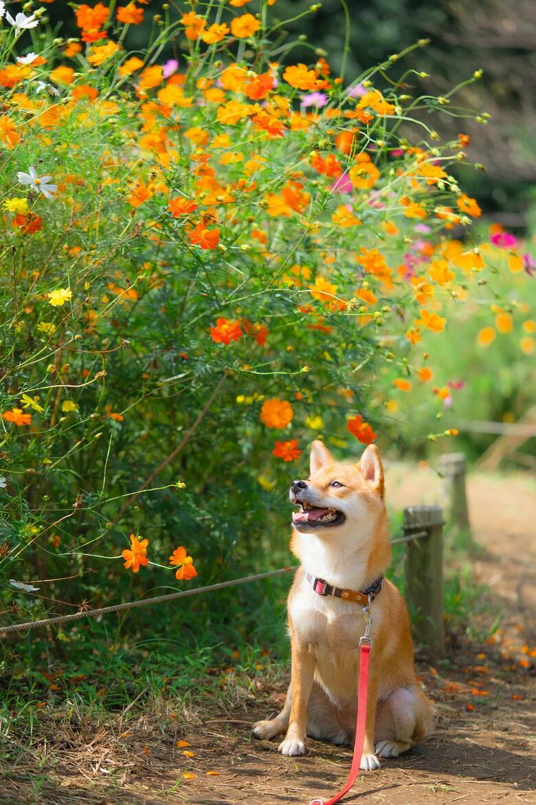 提供：柴犬 むぎさん