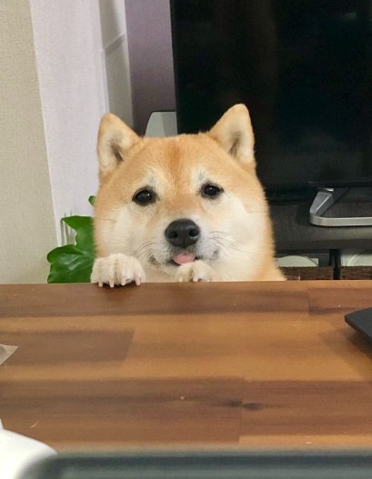 飼い主さんのお仕事が終わるのを待つこじろうくん（2022年の投稿）