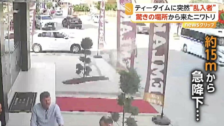 上空から飛んできていたニワトリ（IHA）