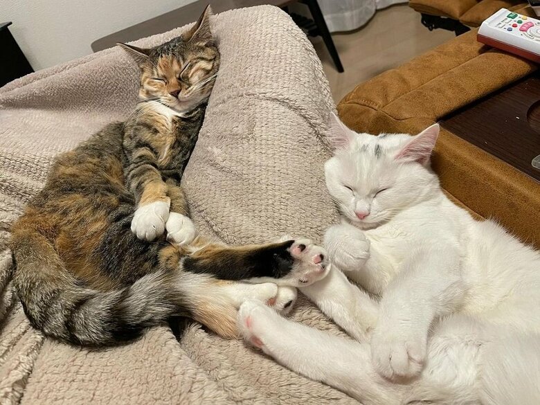 脚をくっつけて寝ている