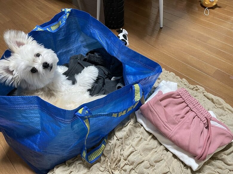 洗濯物たたみの邪魔をしてくるぽんたくん