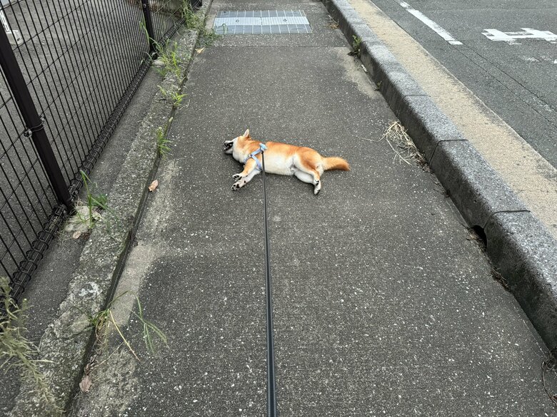 提供：わさび一族さん