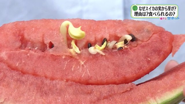 断言できないが…この芽は食べない方がよい