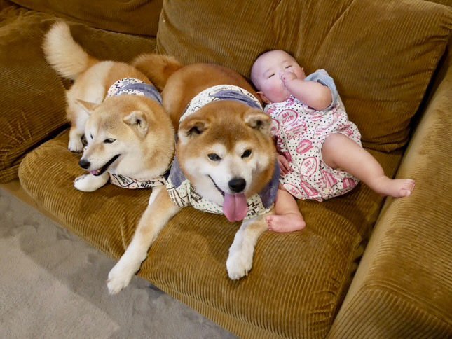 提供：飼い主さん（＠shibainu.berry）