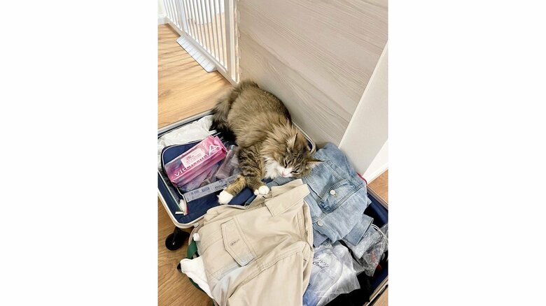 提供：しろあん でっかい北欧猫さん