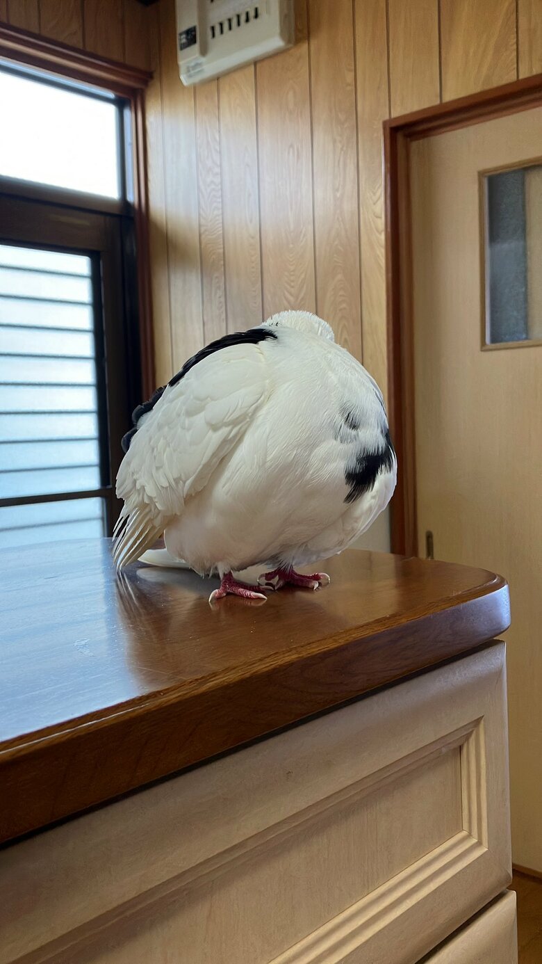 丸くなる幸生くん