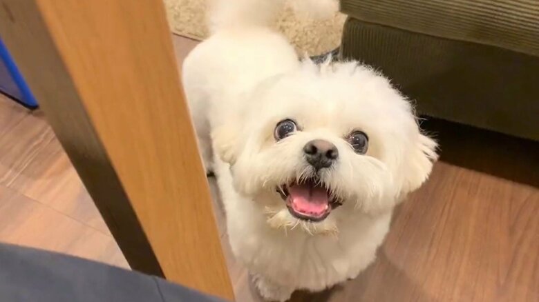 おやつがほしいときにの視線