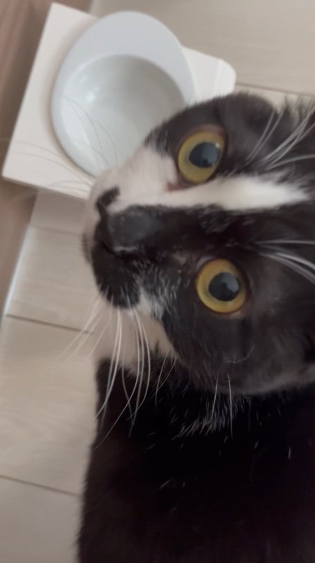 ごはんがないと訴えるトンちゃん（提供：卵山玉子先生）