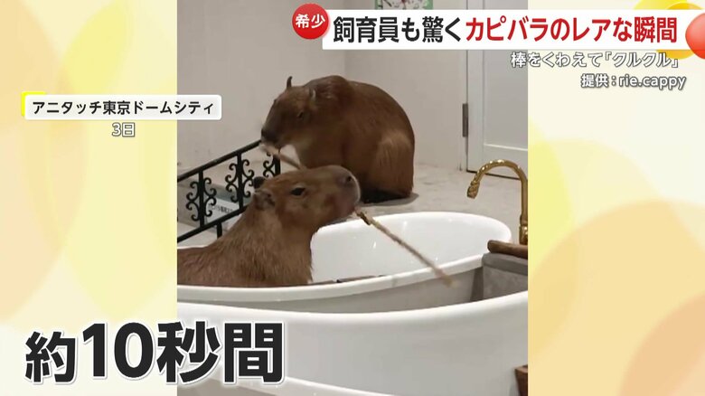 約10秒間、棒を落とすことなく回し続けたカピバラ