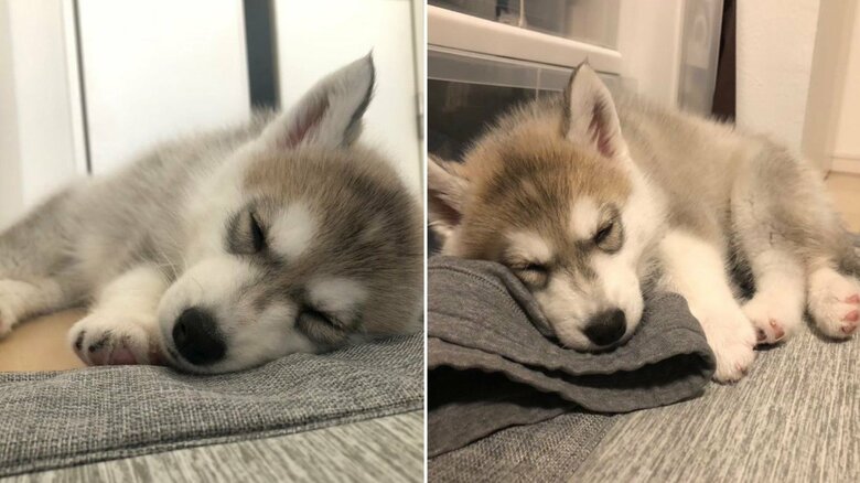 すやすやな様子