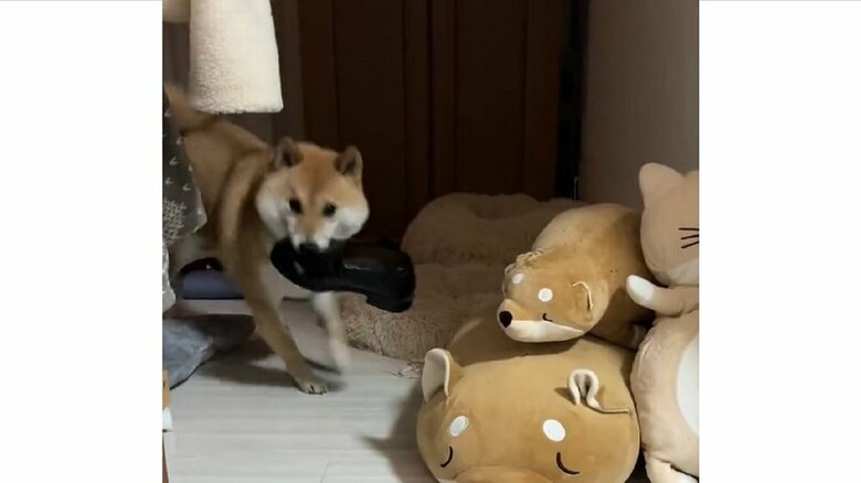 革靴をくわえて、ひょっこり登場　ふう太くん