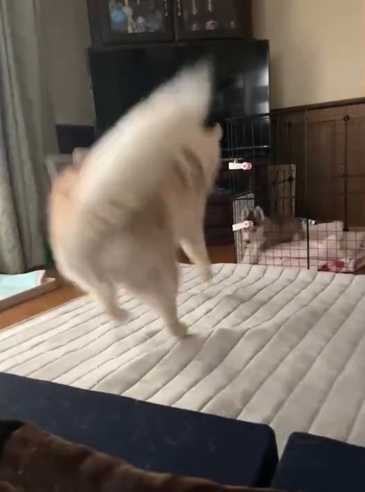 提供：ココとイチのままちゃん