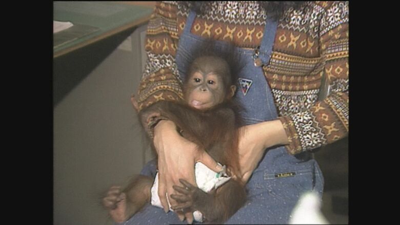 1990年　オランウータンの赤ちゃん