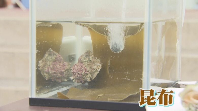 養殖のサザエのエサは昆布やキャベツ