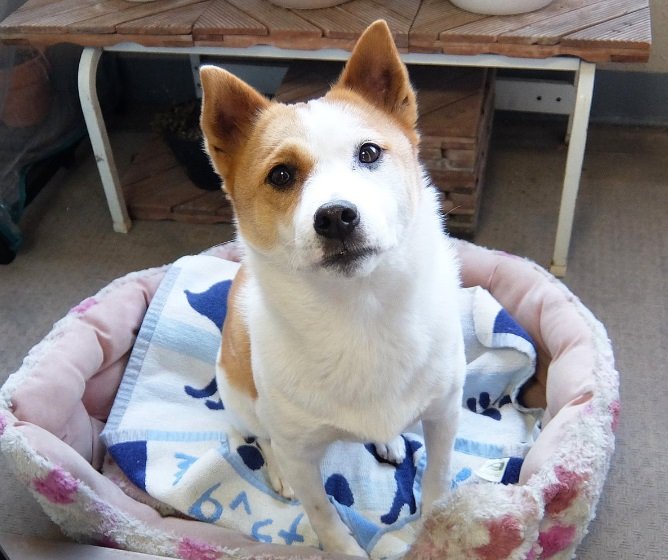 チャームポイントの「ウルウル瞳」がかわいいけやきちゃん