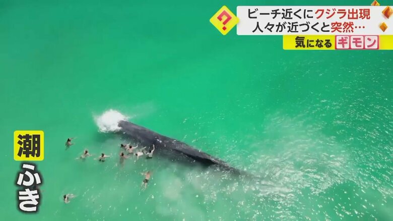 近づいてきた人たちが体にタッチした瞬間、潮ふき上げるクジラ⑥