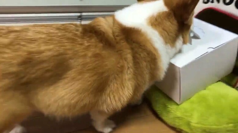 ケーキの箱を運ぶベルちゃん※中身は空っぽ